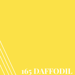 Daffodil (PR165)
